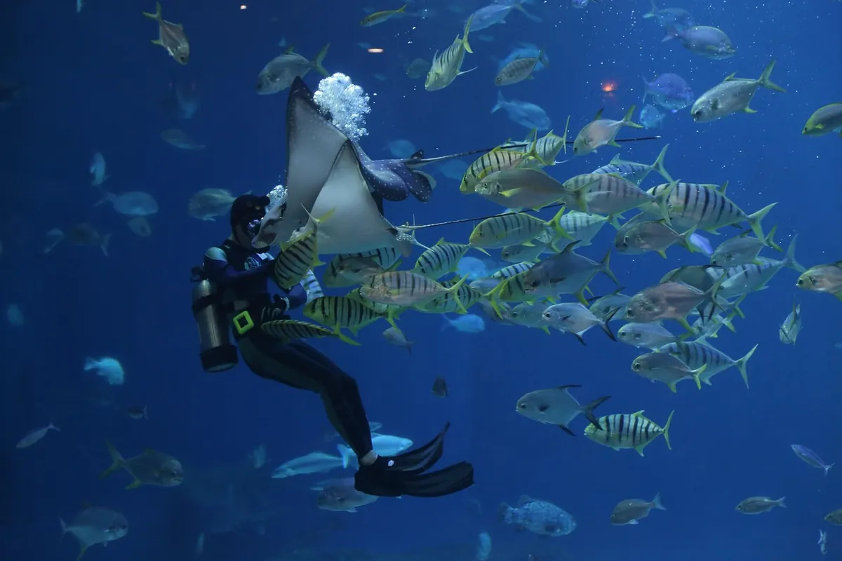 10 Common Mistakes When Buying Your First Marine Fish