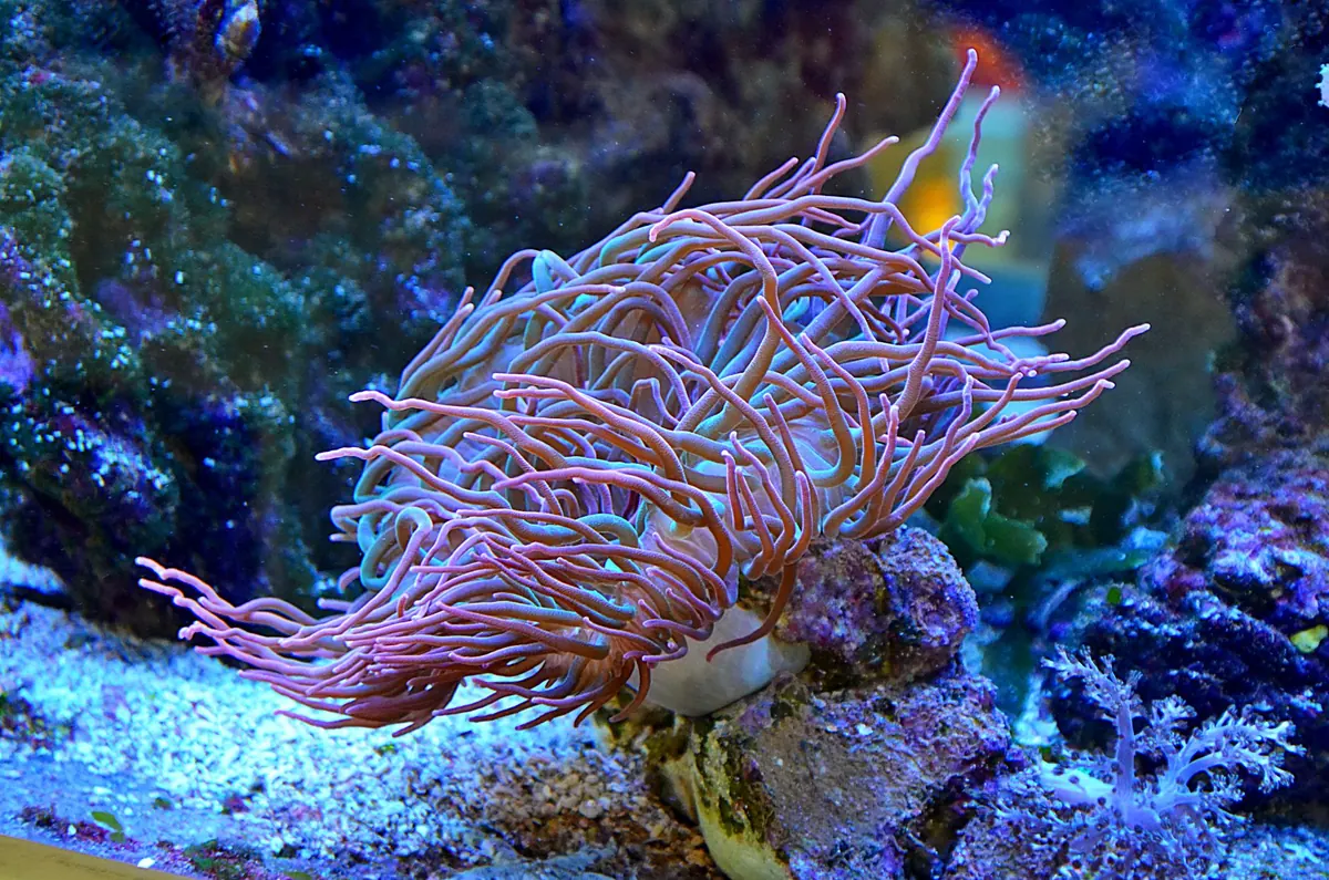 Nano Reef Tanks: What You Can Keep and What to Avoid